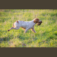 Chasse à la Journée Perdreaux en Sologne 2020-2021