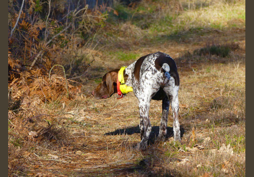 Chasse à la Journée Perdreaux en Sologne 2020-2021