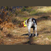 Chasse à la Journée Perdreaux en Sologne 2020-2021