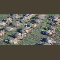 Chasse à la Journée Perdreaux en Sologne 2020-2021