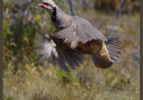 Chasse à la Journée Perdreaux en Sologne 2020-2021