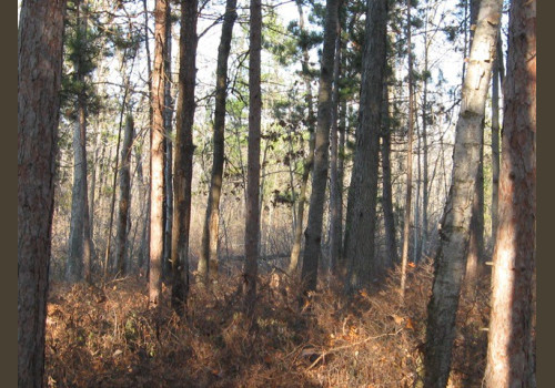 Chasse à la Journée Perdreaux en Sologne 2020-2021