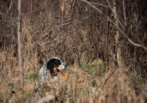 Chasse à la Journée Perdreaux en Sologne 2020-2021