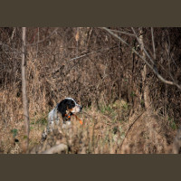 Chasse à la Journée Perdreaux en Sologne 2020-2021