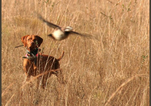 Chasse à la Journée Perdreaux en Sologne 2020-2021