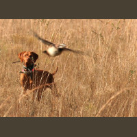 Chasse à la Journée Perdreaux en Sologne 2020-2021