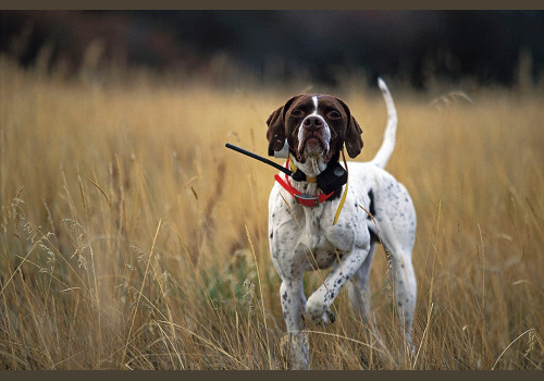 Chasse à la Journée Perdreaux en Sologne 2020-2021