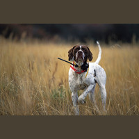 Chasse à la Journée Perdreaux en Sologne 2020-2021