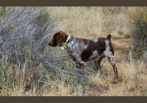 Chasse à la Journée Perdreaux en Sologne 2020-2021