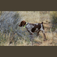 Chasse à la Journée Perdreaux en Sologne 2020-2021