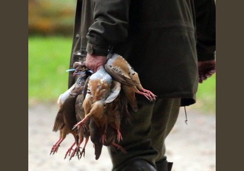 Chasse à la Journée Perdreaux en Sologne 2020-2021