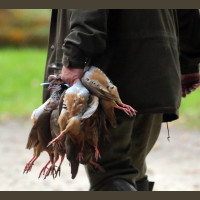 Chasse à la Journée Perdreaux en Sologne 2020-2021