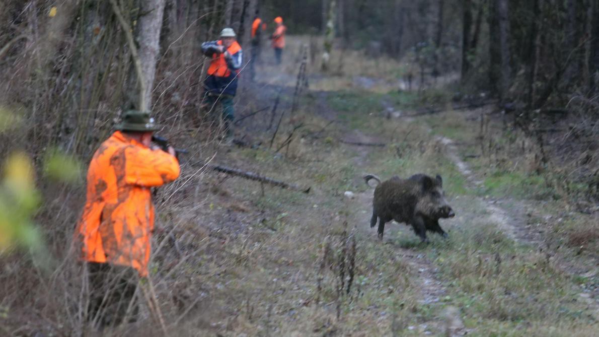 Journée de Chasse au Grand Gibier en Sologne en forêt Ouverte -  Organisation chasse peche